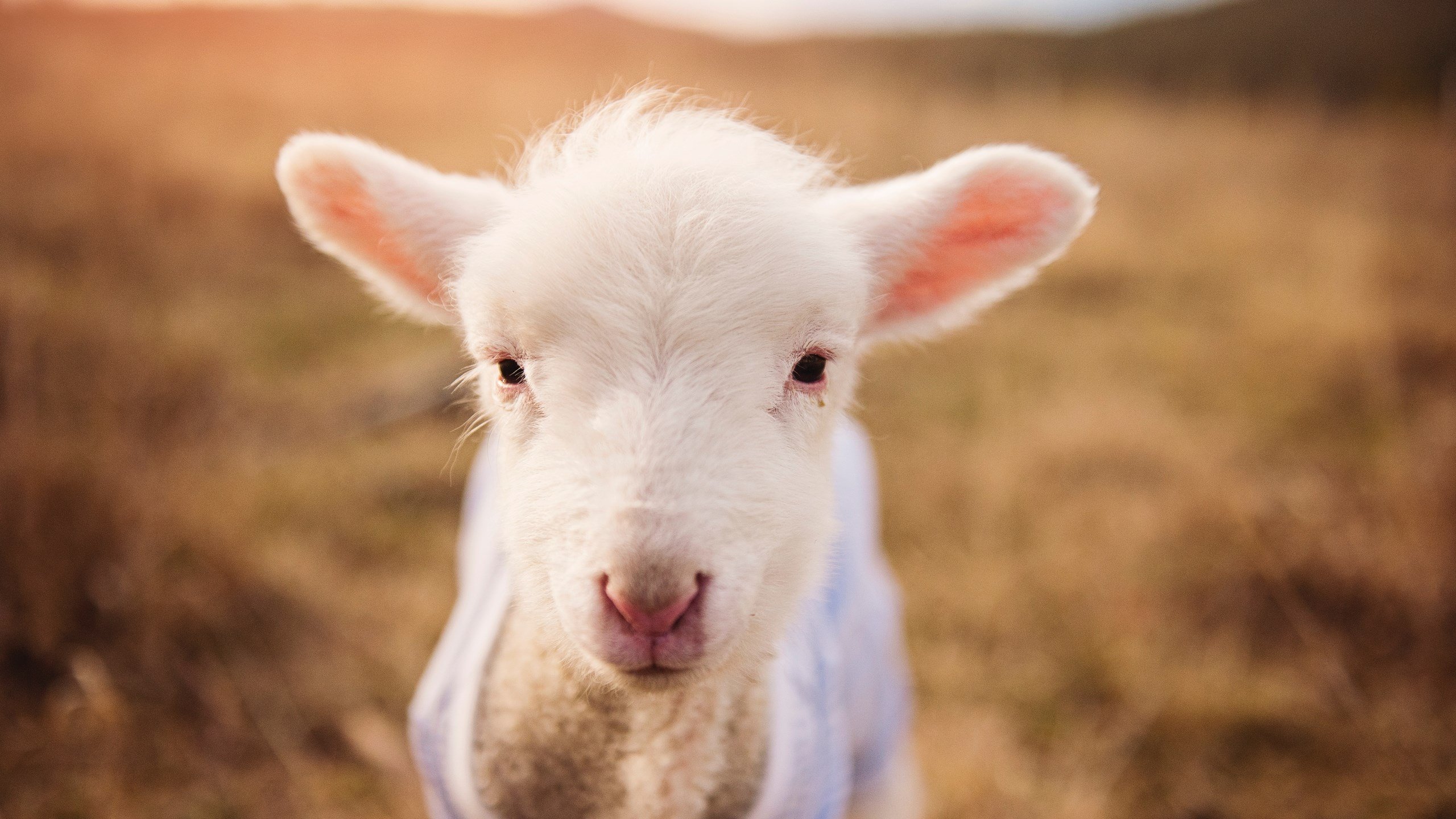 kaiyun中国官方网站-CBA裁判判罚标准为何缺乏一致性，cba裁判判罚标准为何缺乏一致性呢