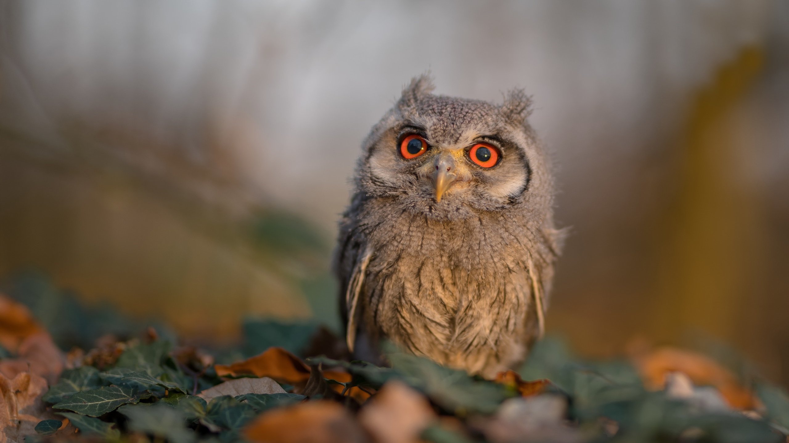 Kaiyun APP-“阿仙奴与热刺：攻守大战，胜者谁属？”