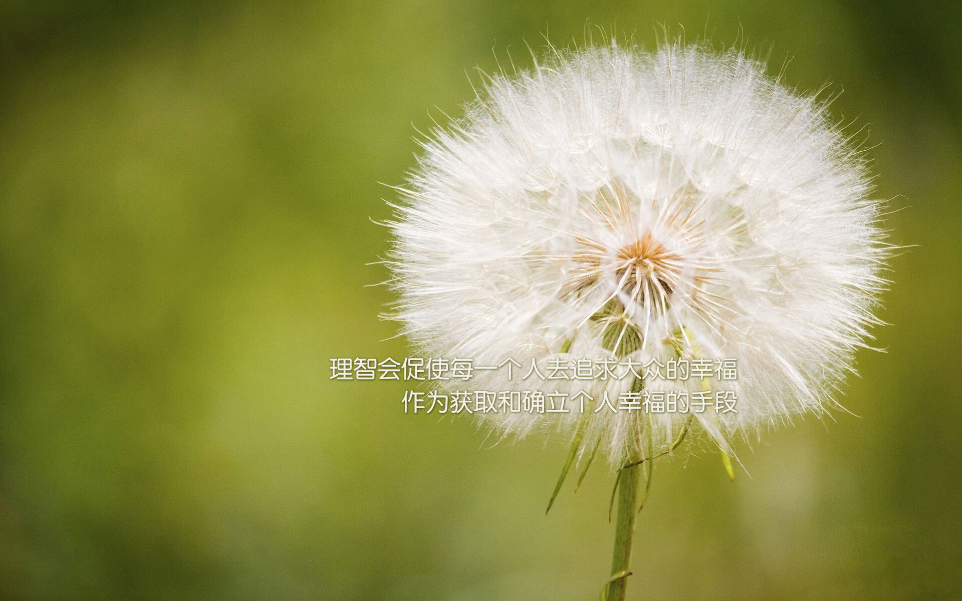 开云官网-中距离蛙泳选手体能管理见长，蛙泳比赛泳距