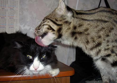 俱乐部未建立球员退出职业通道机制,俱乐部球员跳槽