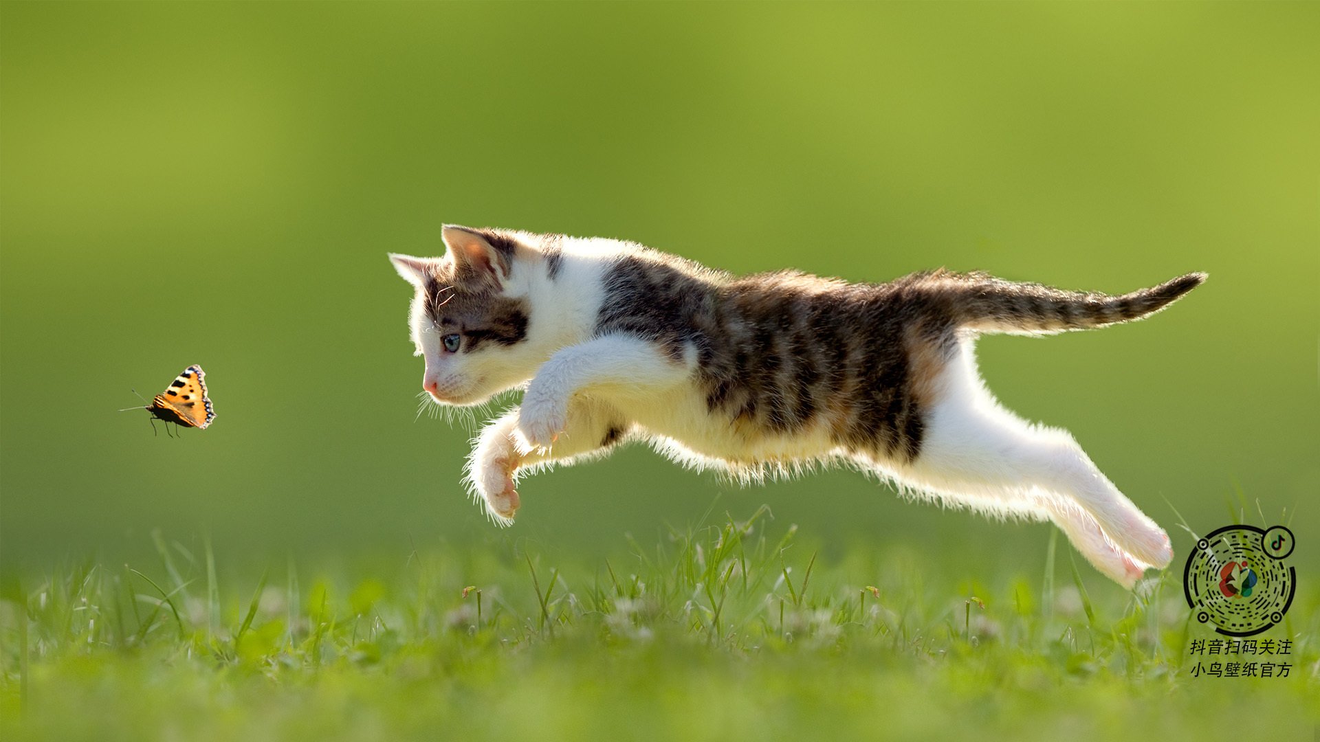 kaiyun-加拿大队赛制研究：如何通过赛制创新提升比赛效率，加拿大赛道