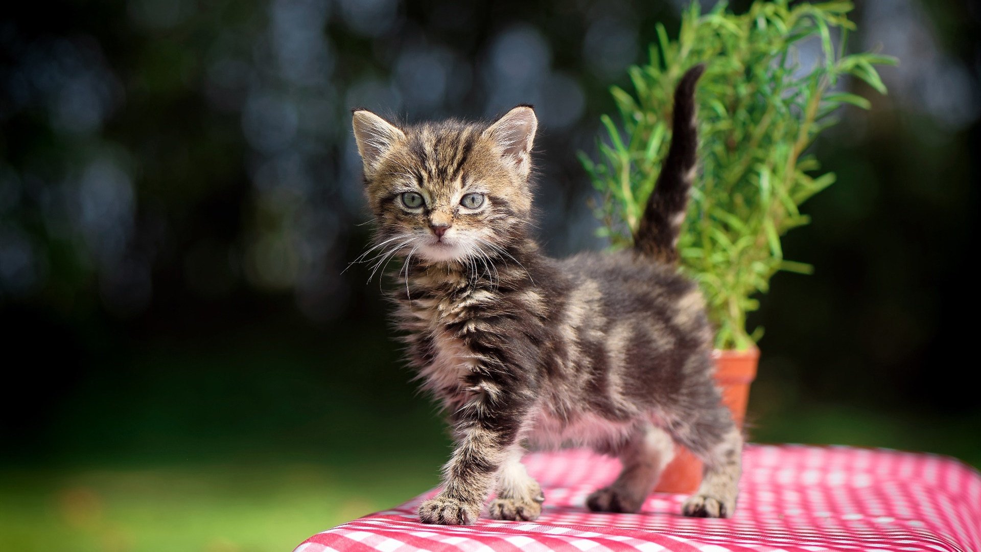 kaiyun网站-心理素质决定胜负的关键瞬间，心理素质重要