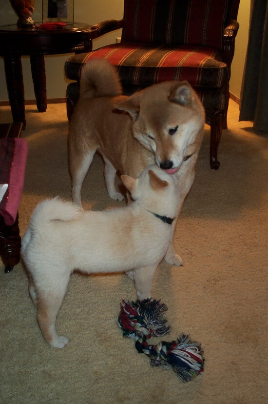 战术重心转移是否是主教练解锁对手密集防守的常规手段，如何训练重心转移