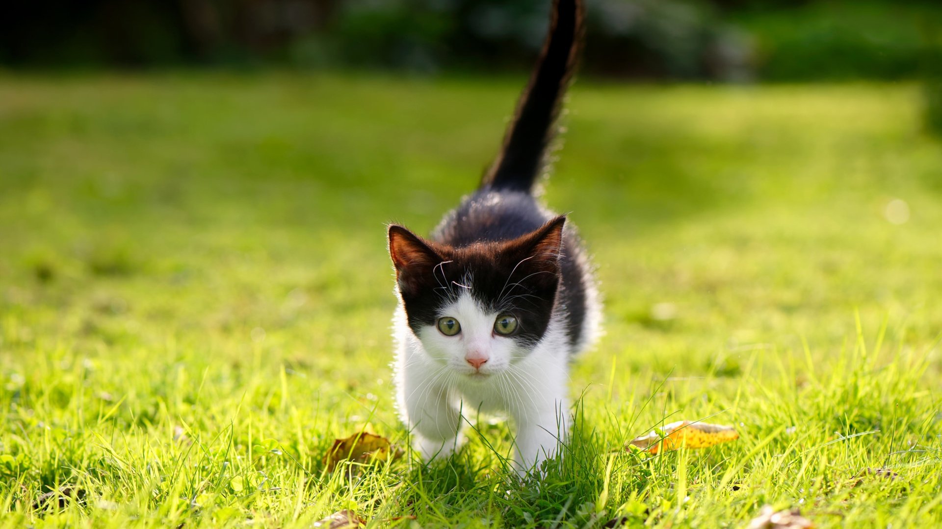 球员跑动路径与传球路线是否建立可视化联动系统,球员跑动距离怎么计算的