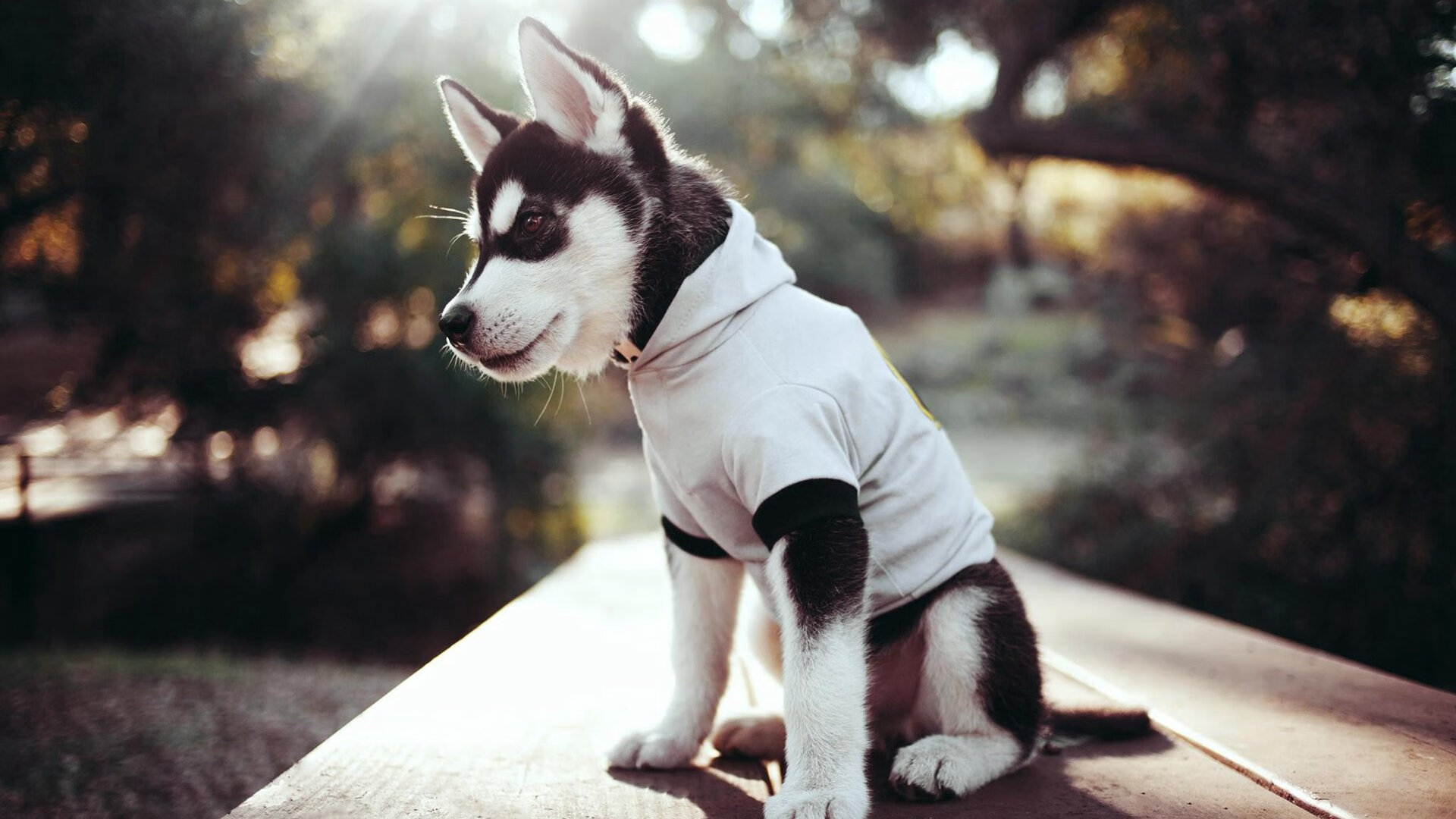 开云平台-田径赛场加入风压感知设备模拟实战条件，田径运动中测风速