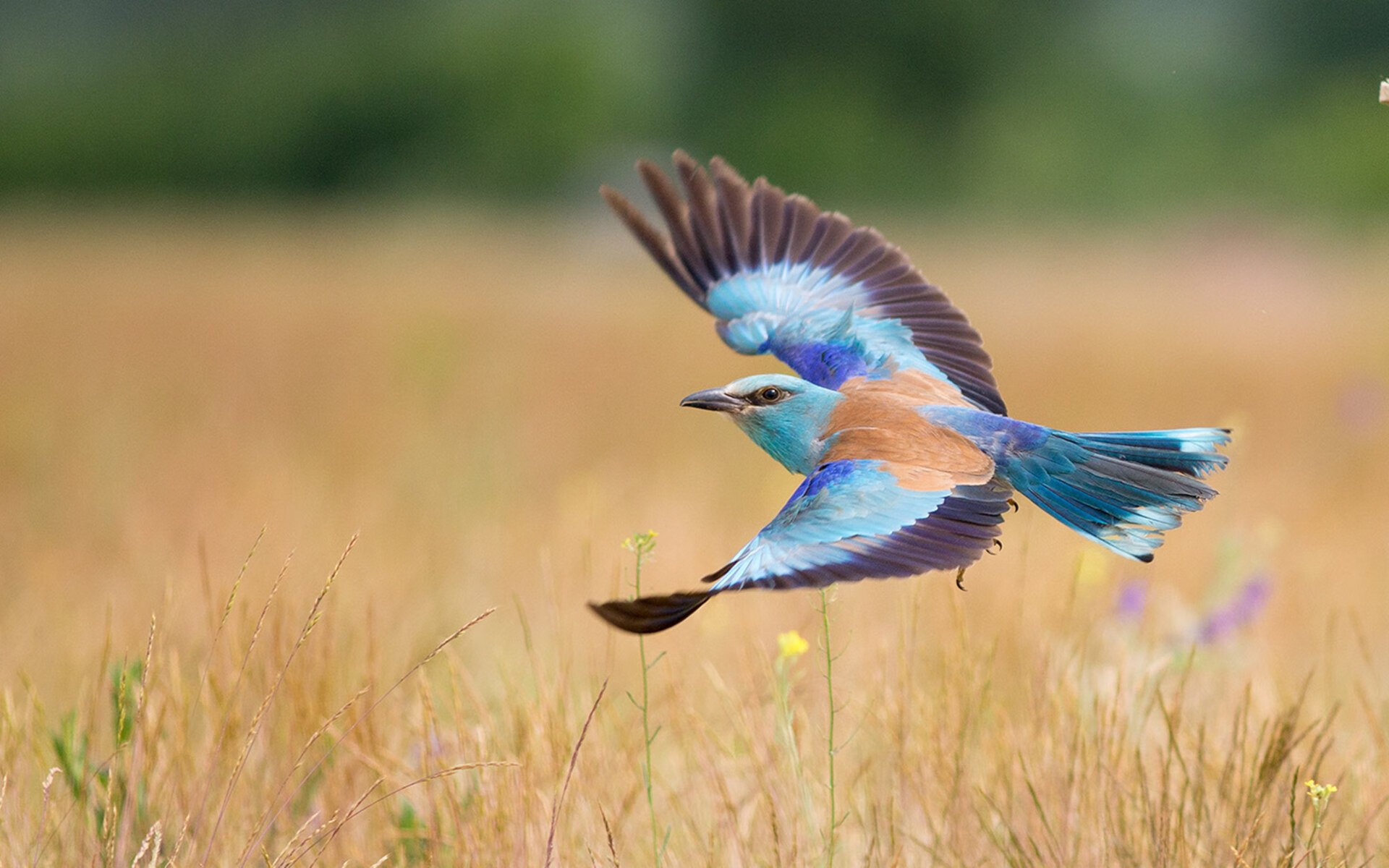 美国队赛制评析:如何利用赛制的灵活性增强整体优势,美国队赛事