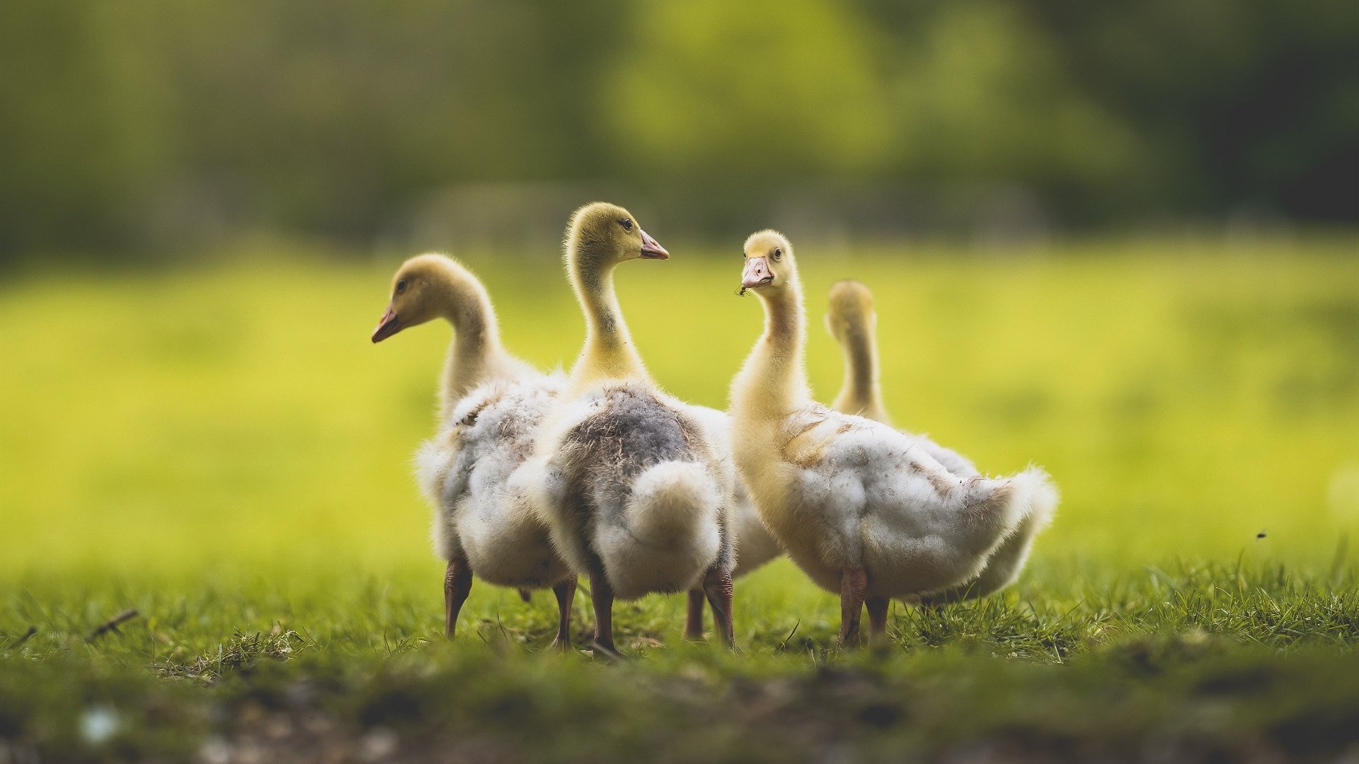 开云·体育官方网站入口-凯尔特人后卫训练中展示高效变速突破，凯尔特人后卫训练中展示高效变速突破的动作