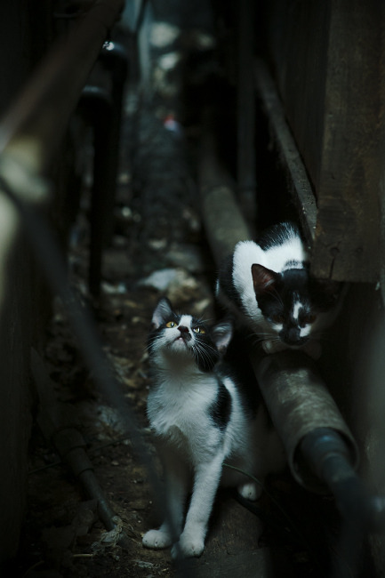 开云网页版-球员罢训风波平息，管理层承诺改善待遇，nba罢训